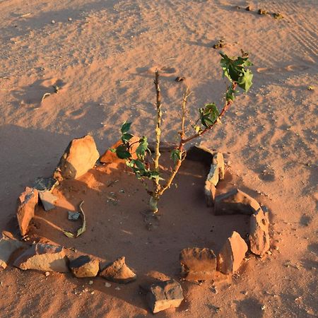 Wadi Rum Nights 外观 照片