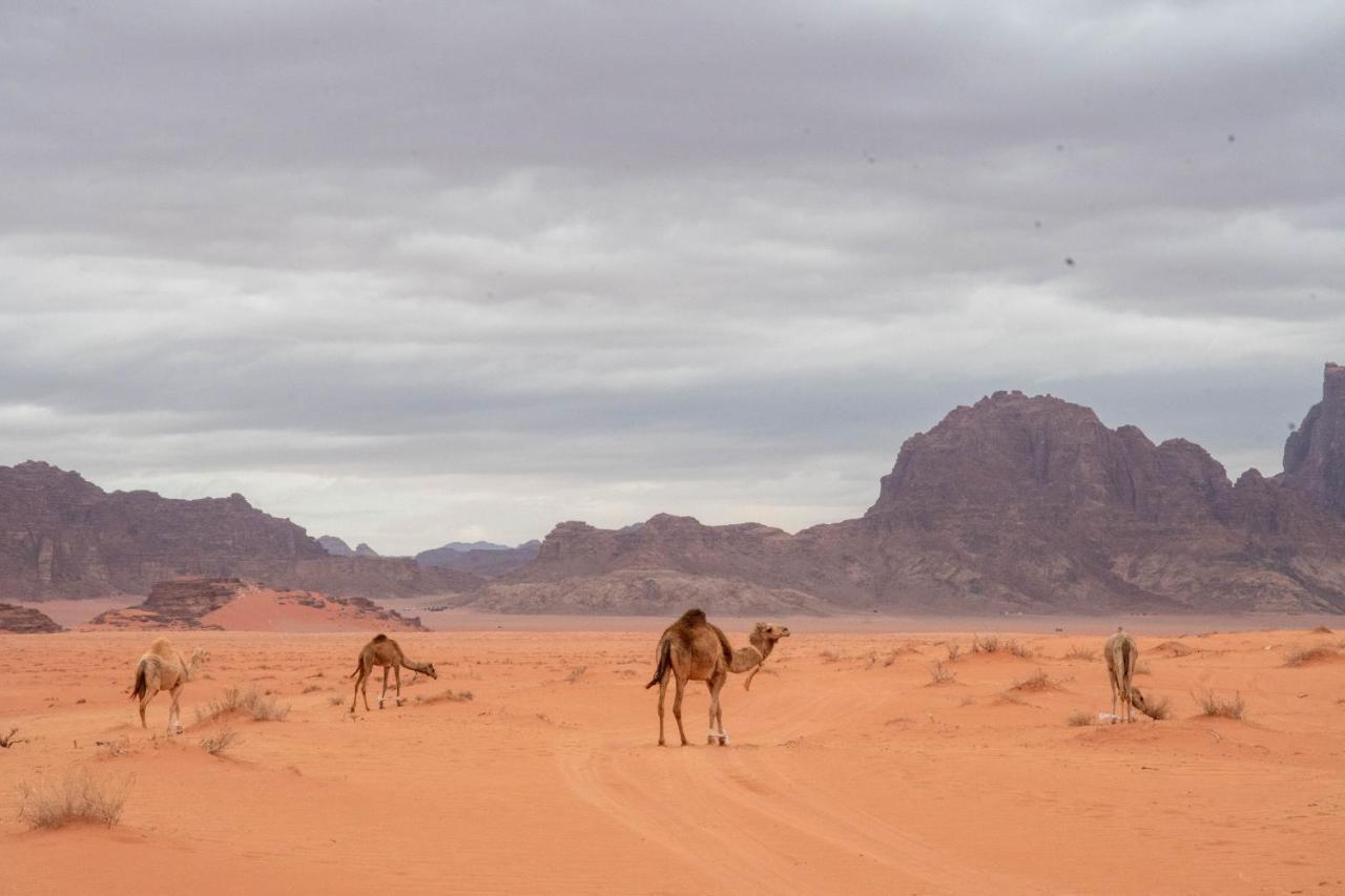 Wadi Rum Nights 外观 照片