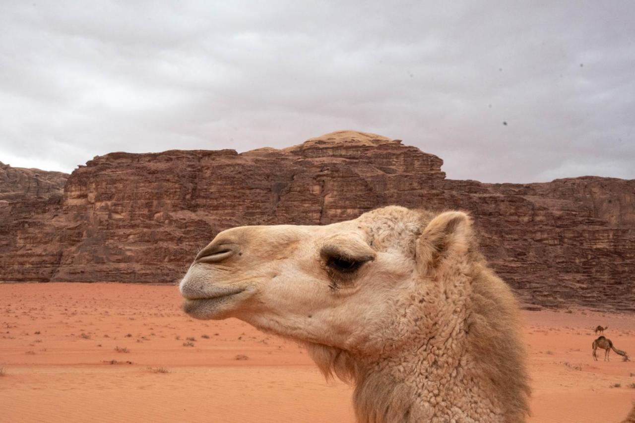Wadi Rum Nights 外观 照片
