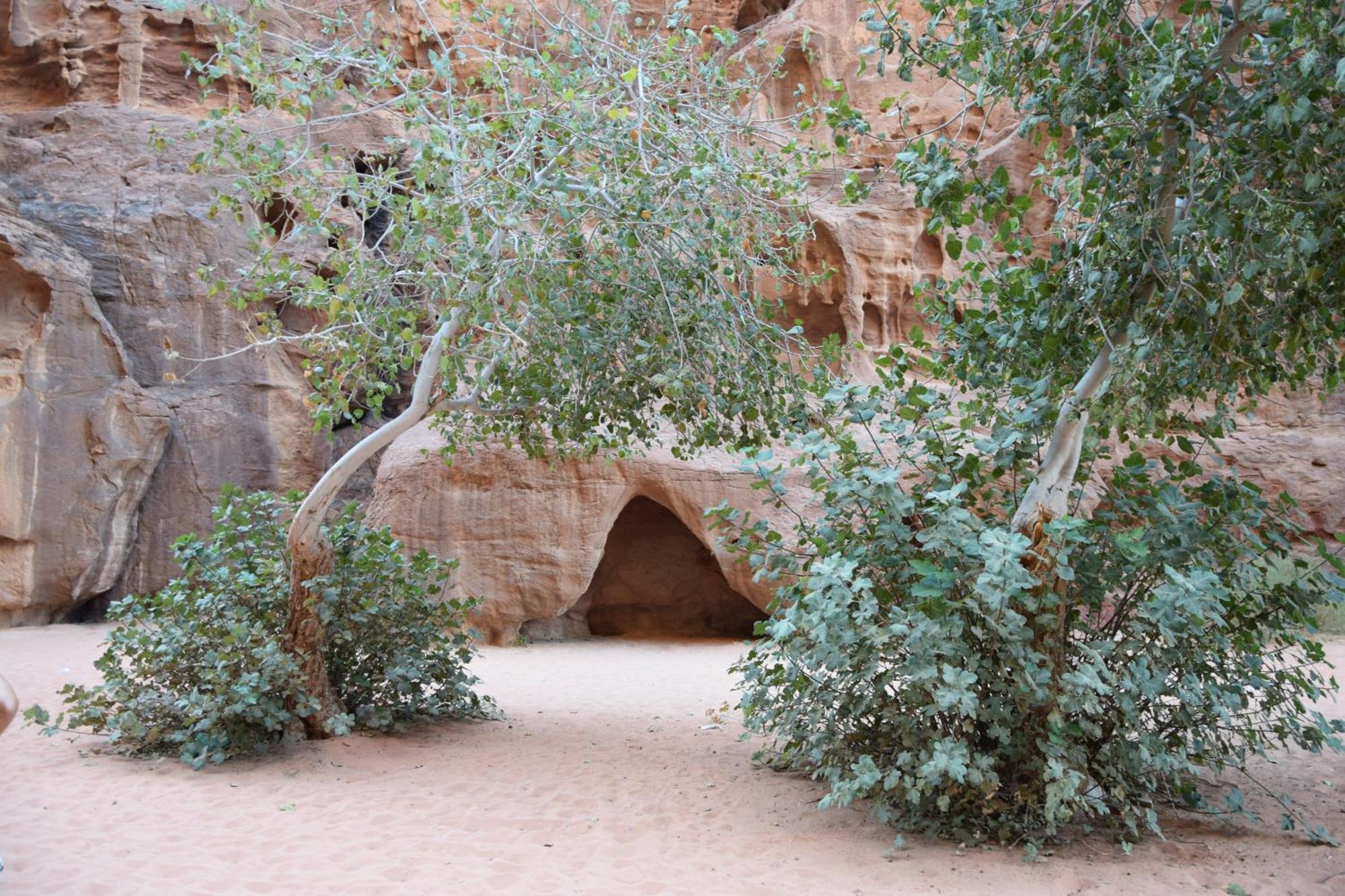 Wadi Rum Nights 外观 照片
